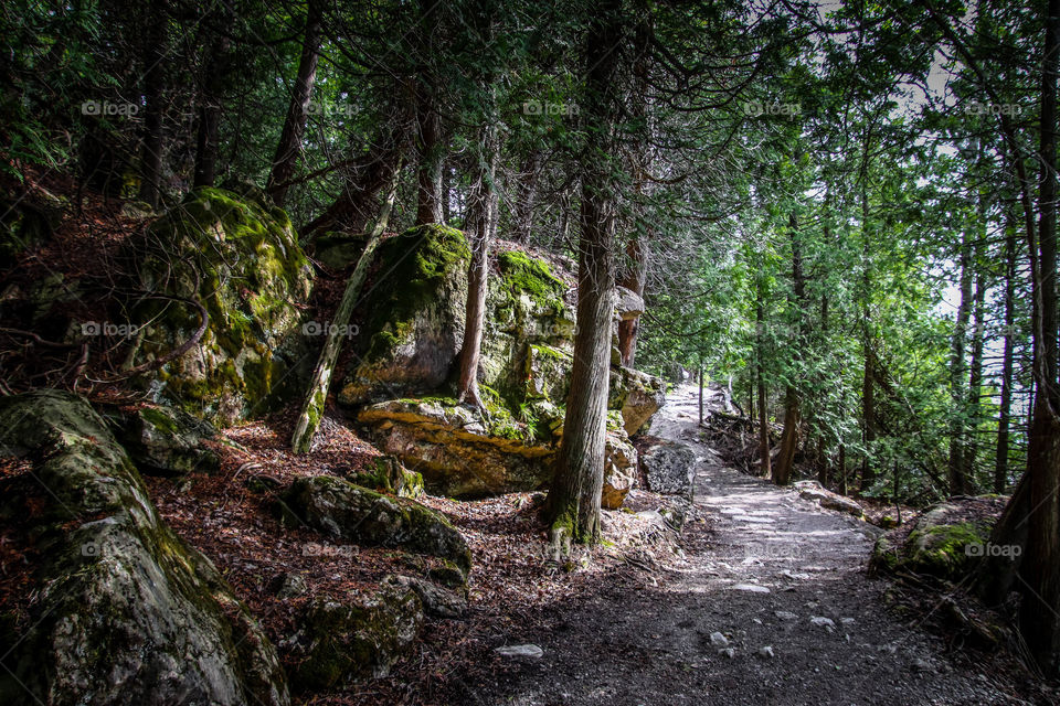 Walking in a forest