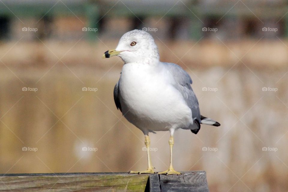 Beautiful Seagul