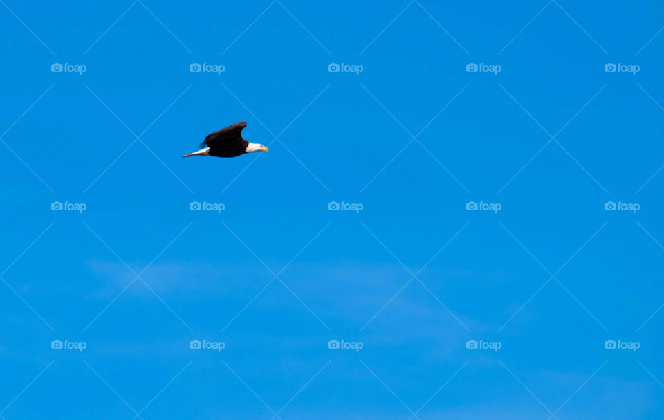 Eagle in Flight - AR, US