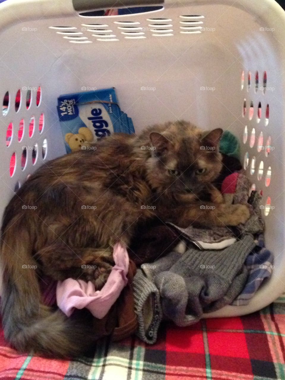 Kitty in the laundry basket