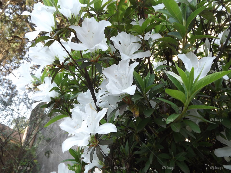 Flower, Nature, Leaf, Flora, Garden