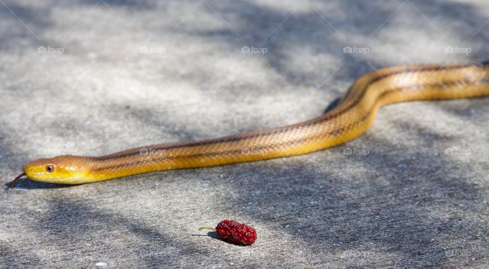 Corn snake