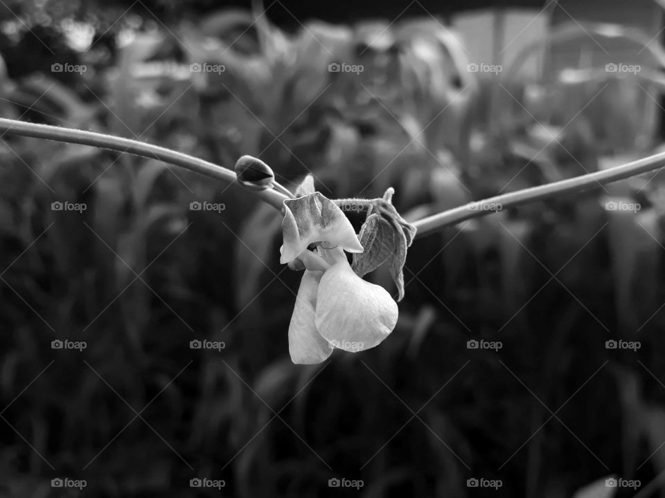 A black and white selective focus shot of a bean flower hanging in the air.