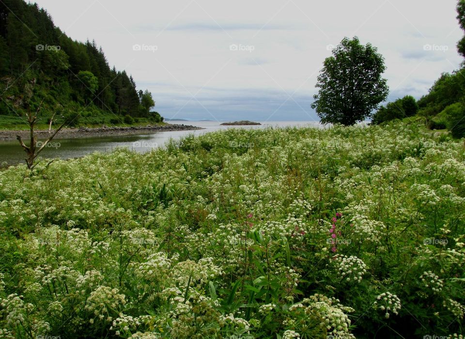 Loch Fyne in Scotland