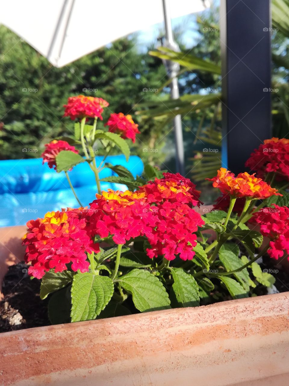 lantana