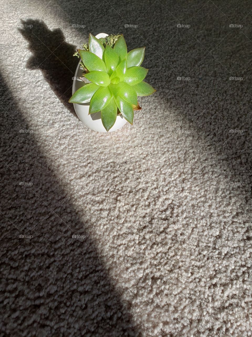 plant in sunbeam