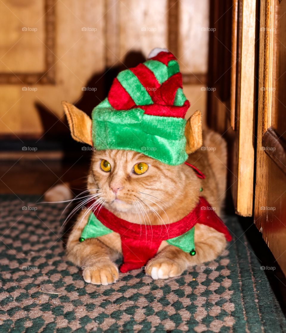 Christmas elf cat