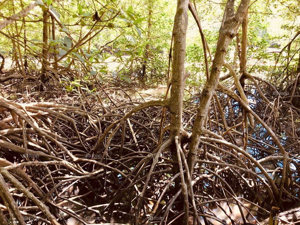 mangrove forest 