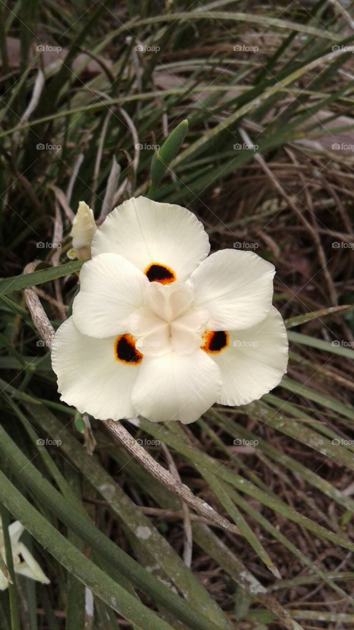 NATURAL NATURE GARTEN BLUME