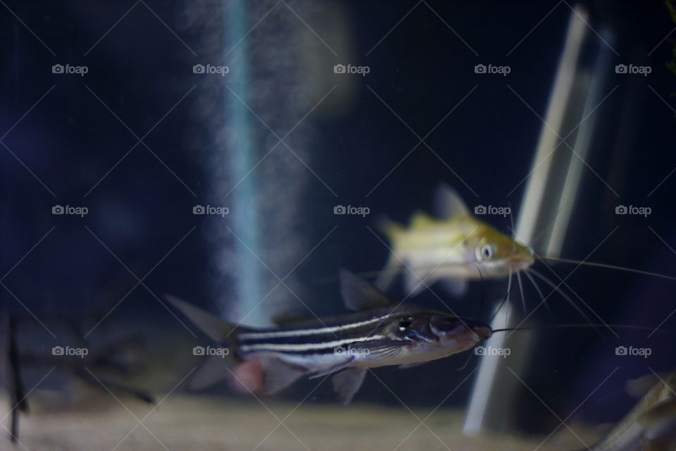 Fish in aquarium