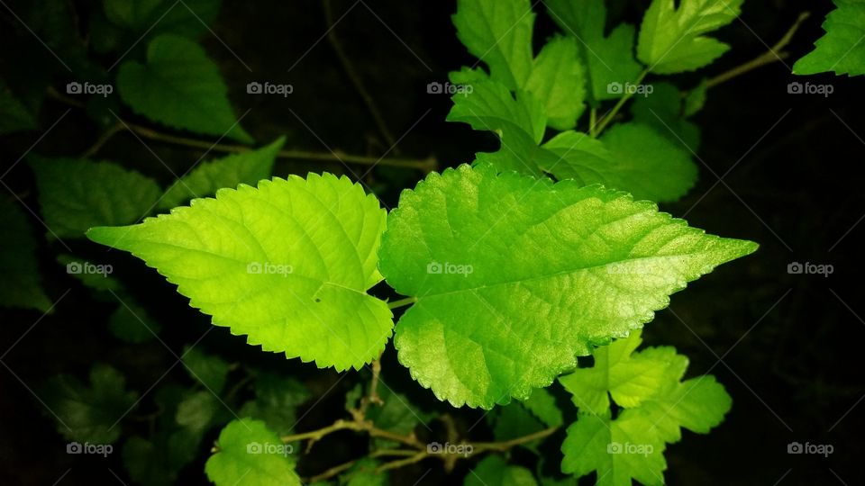 mulberry tree leaves (arben)