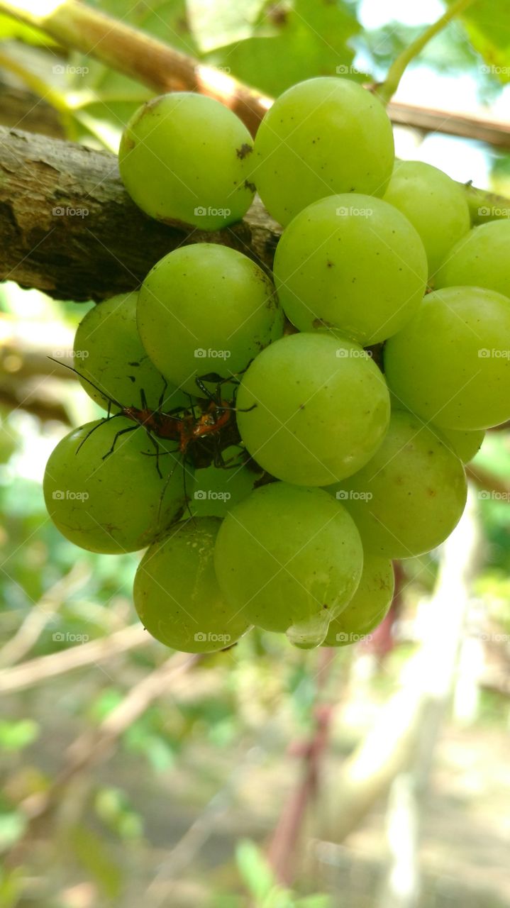 uvas e insetos