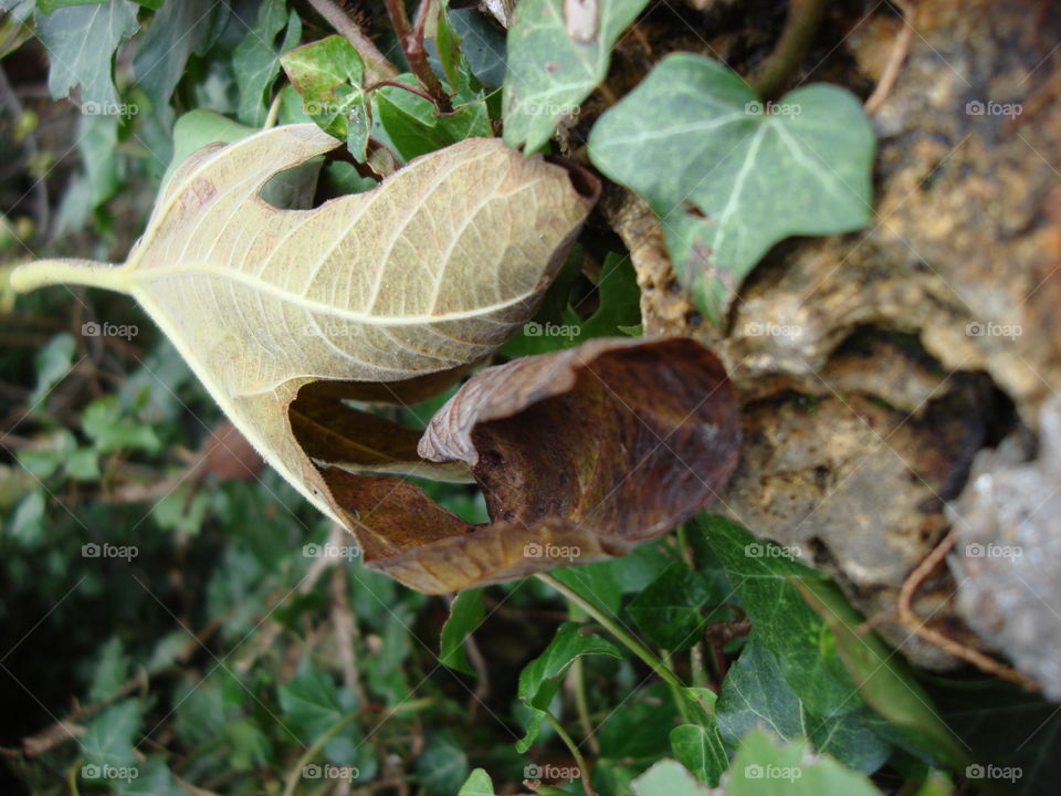 garden close-up