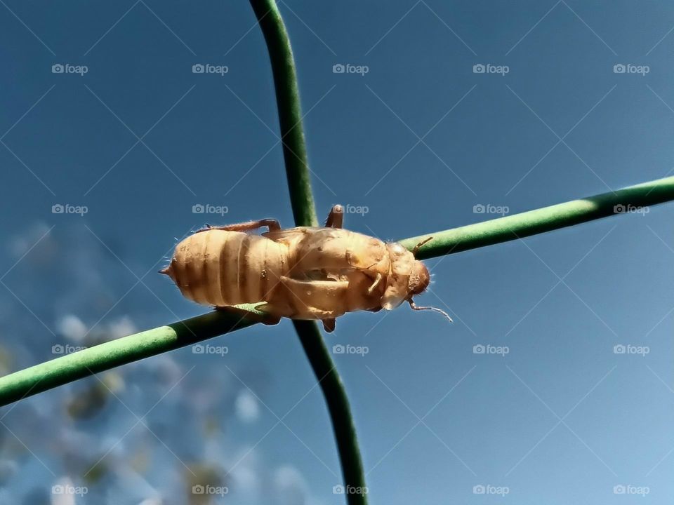 A cicada shell attached to the fence background with sky background.