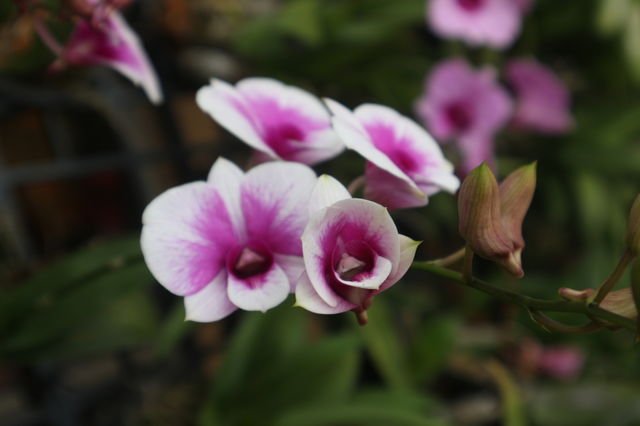 flowers in a garden