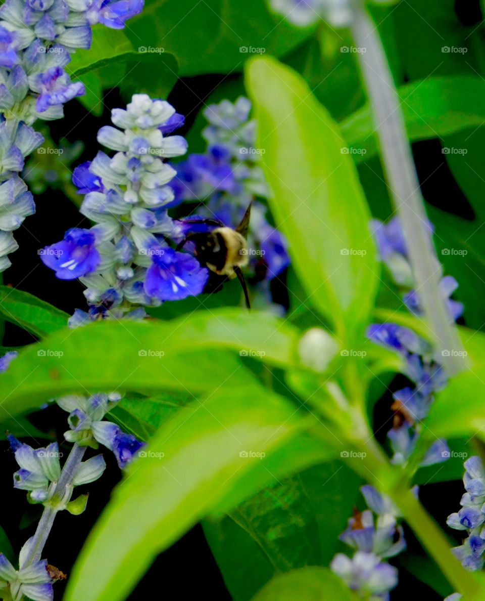 Close-up of bee pollinating on purple flower