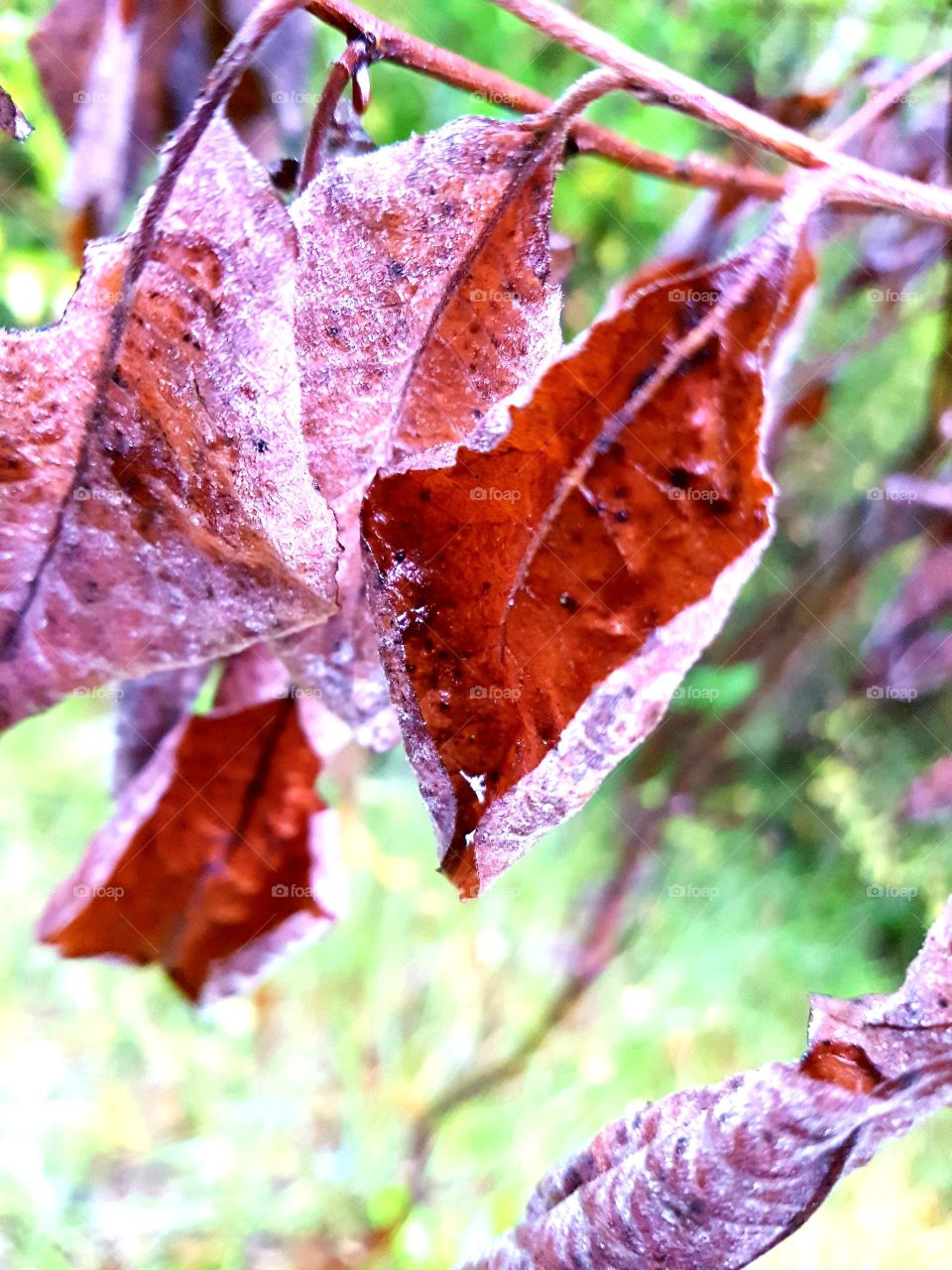 autumn leaf