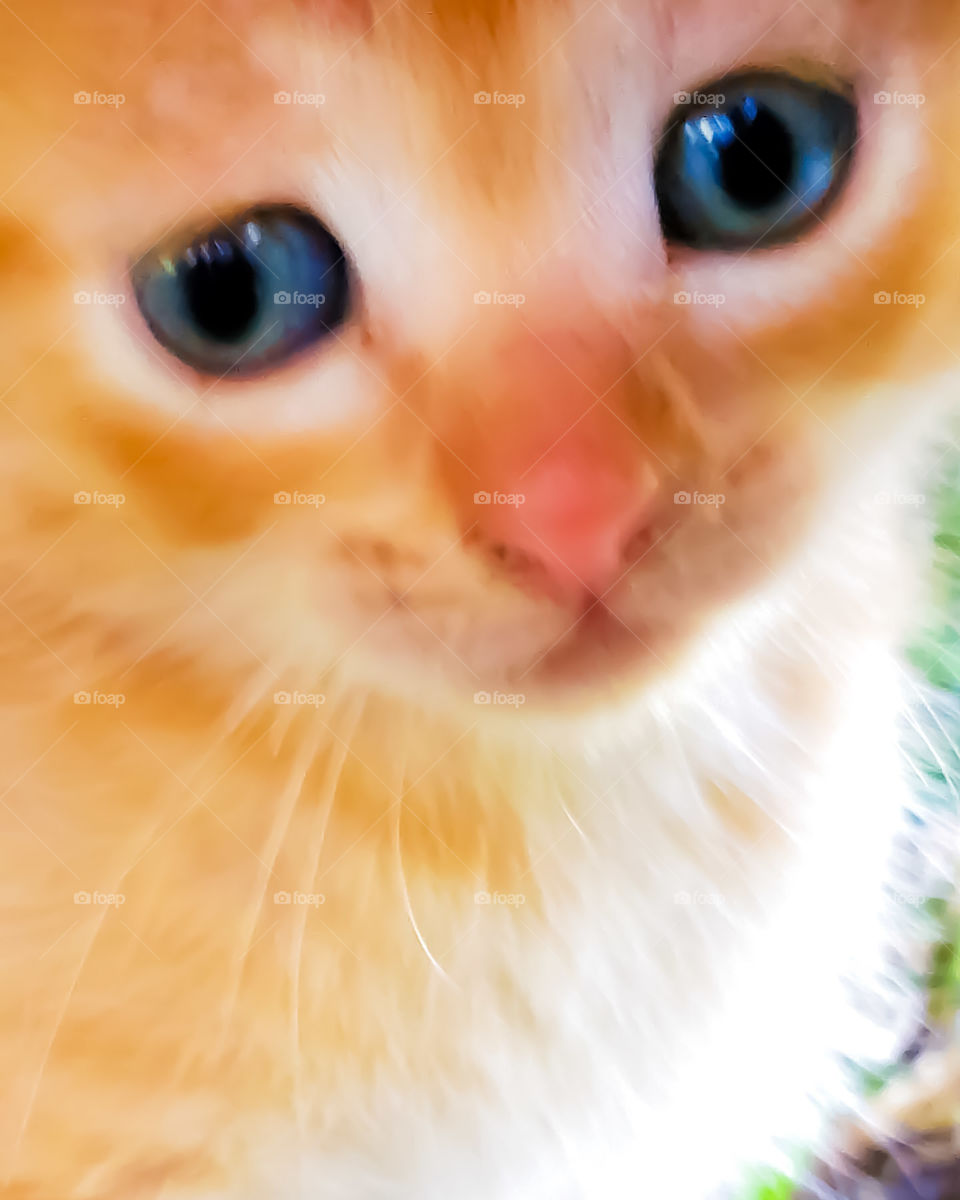sweet sad orange kitten