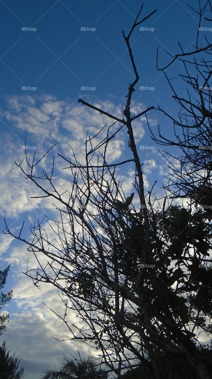 NATURE TREE TRUNK FLOWER