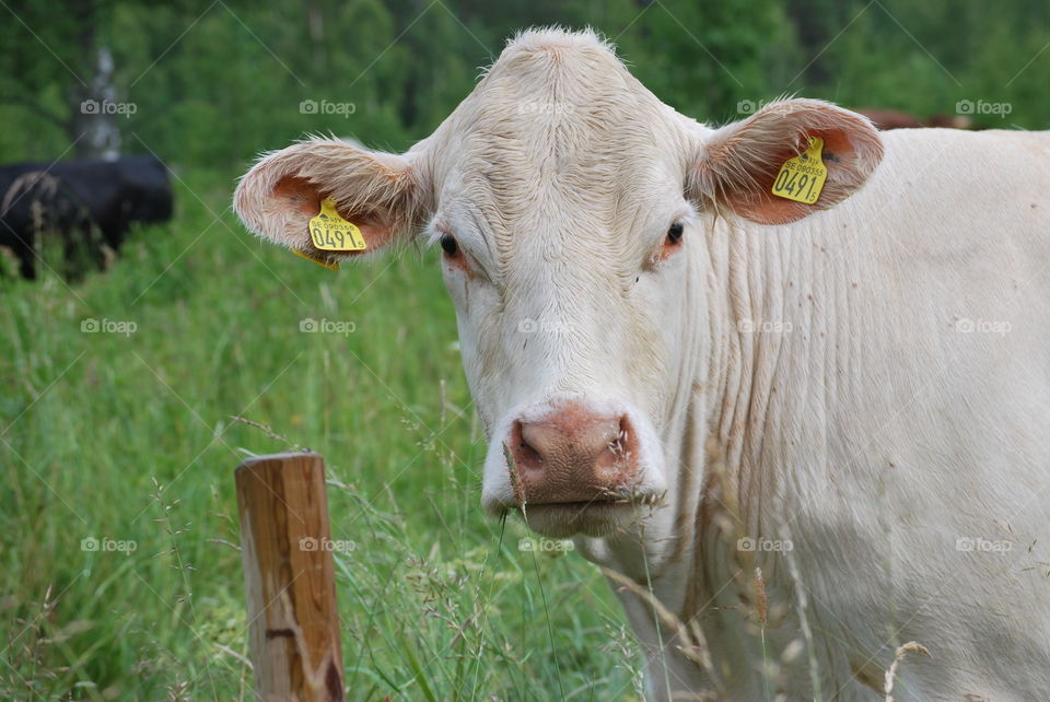 Cow on summer pasture 