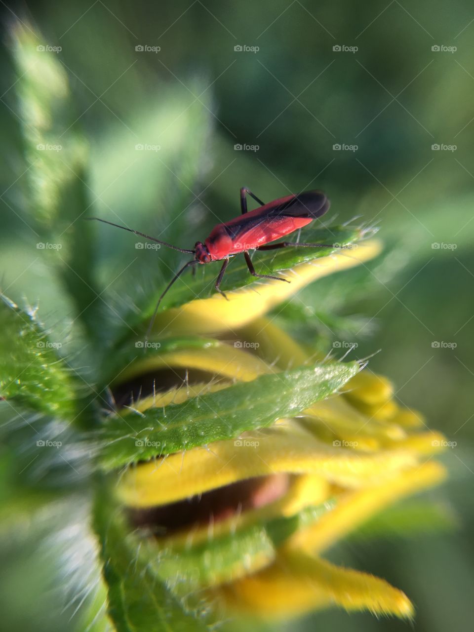 Red and black insect