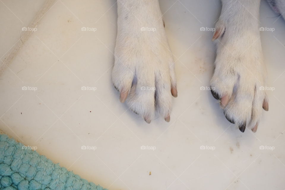 Dogs Pedicure