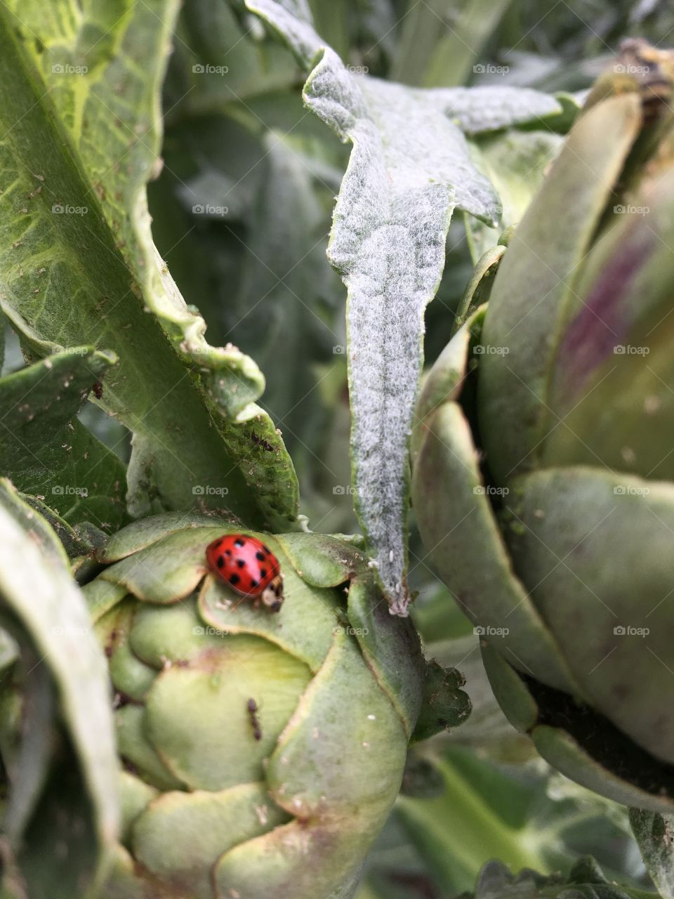 Ladybird with leaf frame 