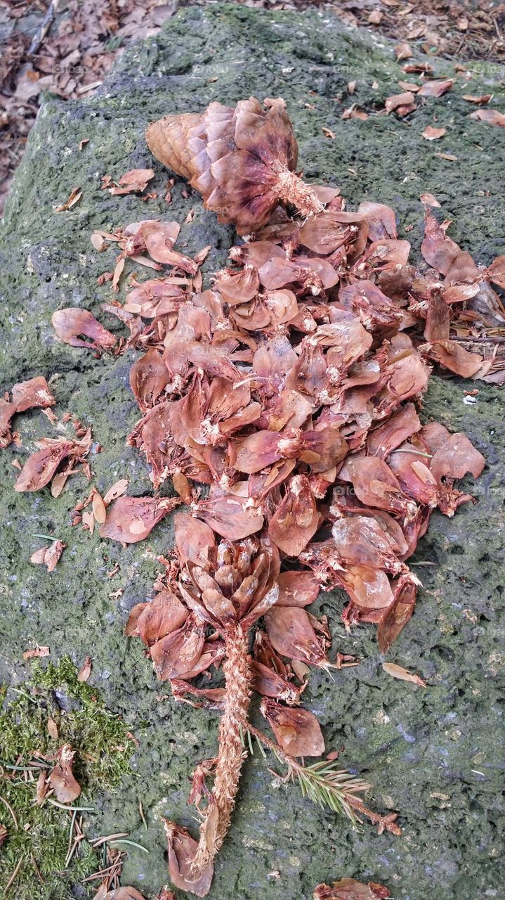 A squirrel has had an acorn buffet