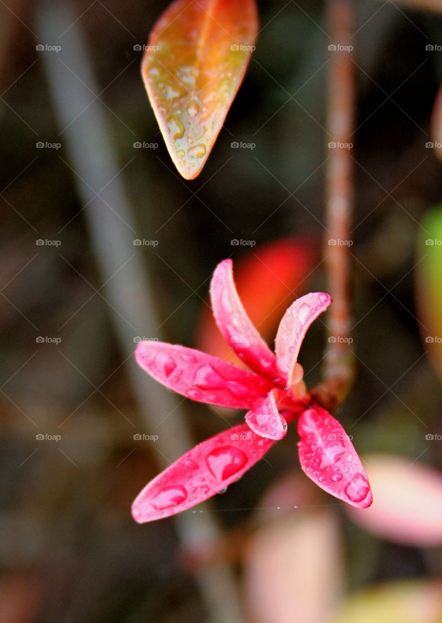 red leaves after the rain