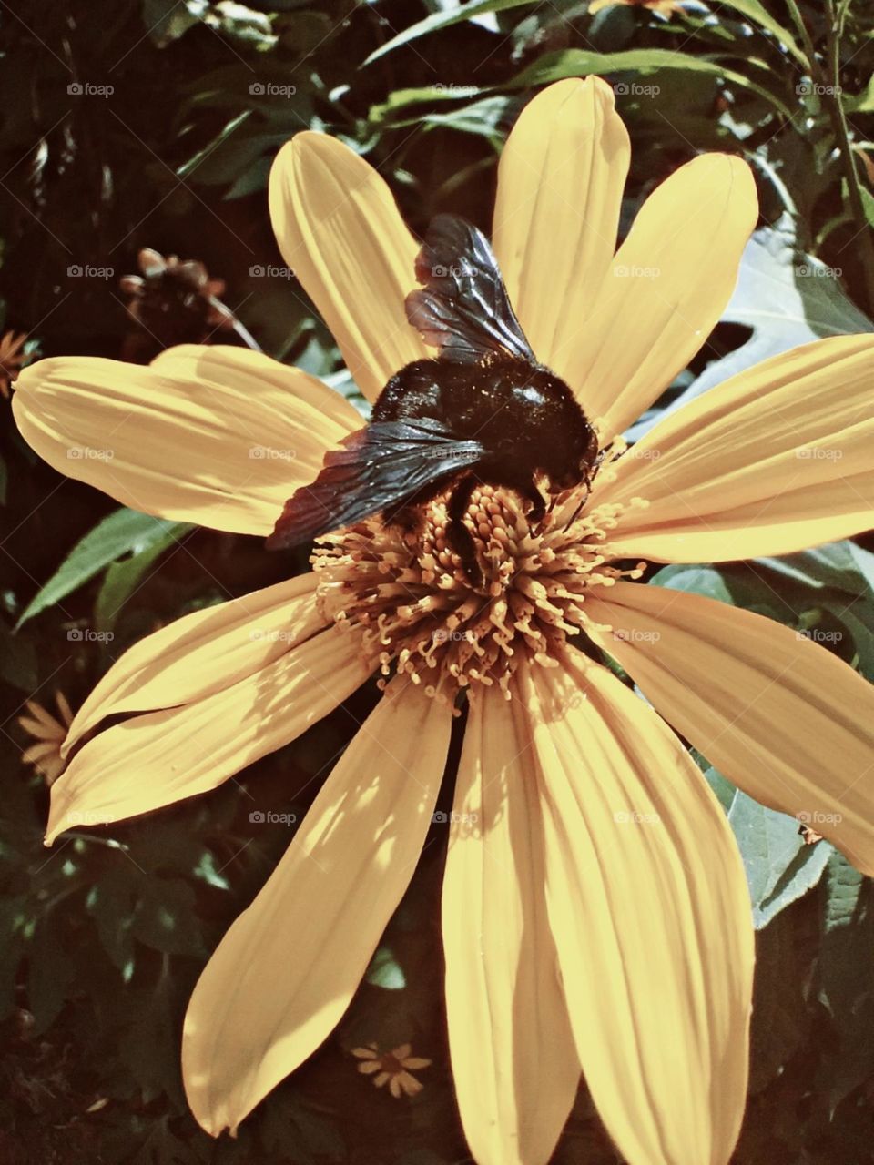 Mamangava se deliciando na flor com cheiro de mel.