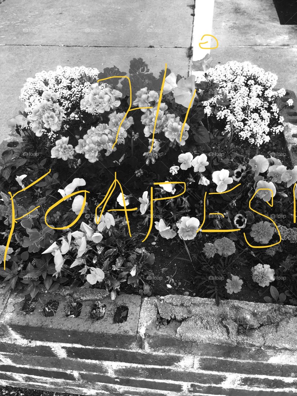 Managery of flowers outside done in black and white with a caption on the picture.