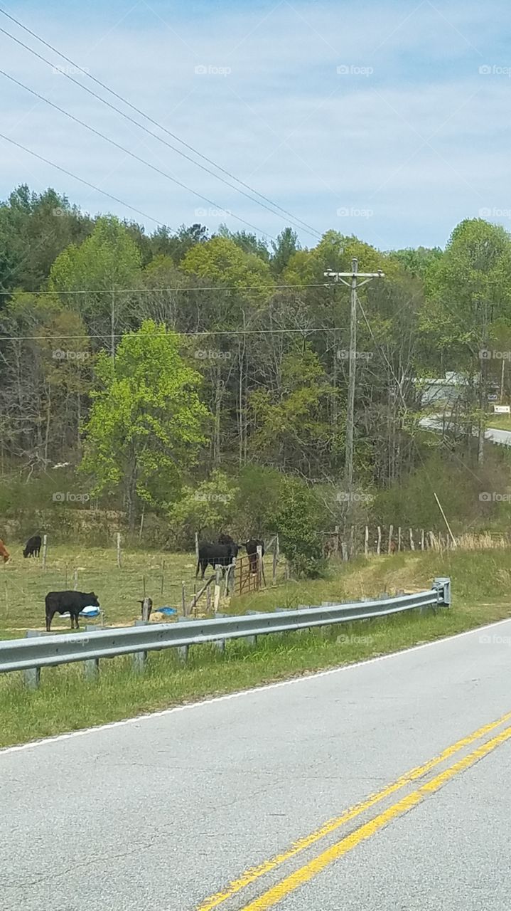 cows