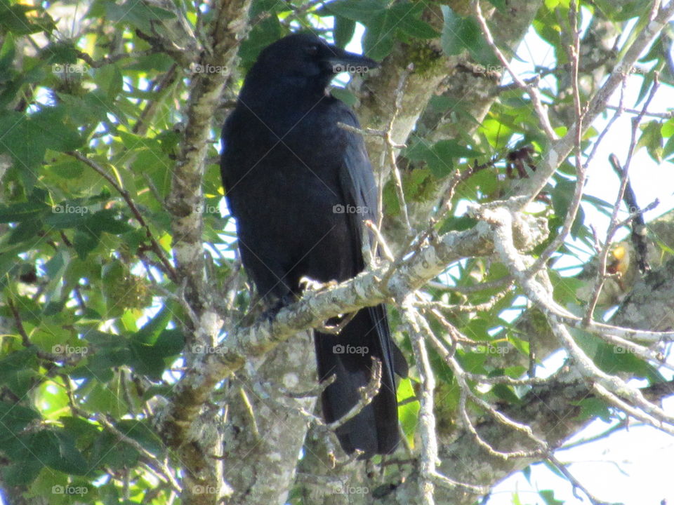 Bird, Wildlife, Tree, Nature, Outdoors
