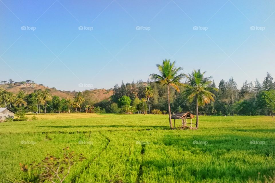 coconut trees in the middle of rice field