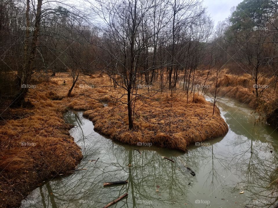 A diverging creek in the forest