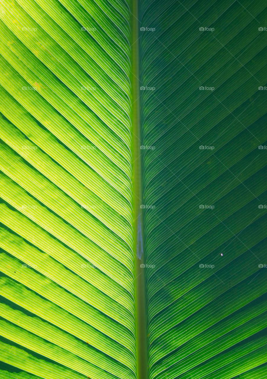 Green leaf texture of a plant close up, Nature background