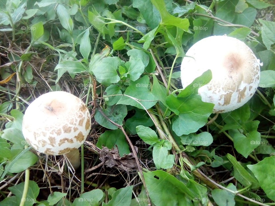 lovely mushrooms