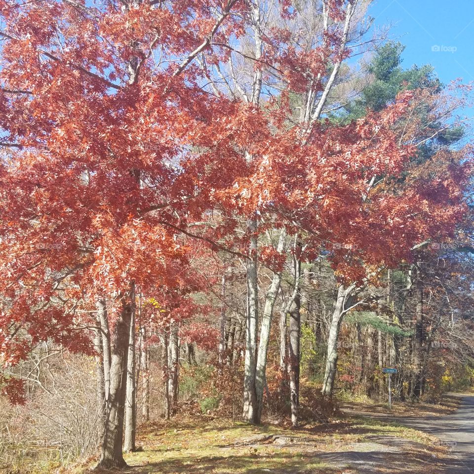 Beautiful fall trees by lake