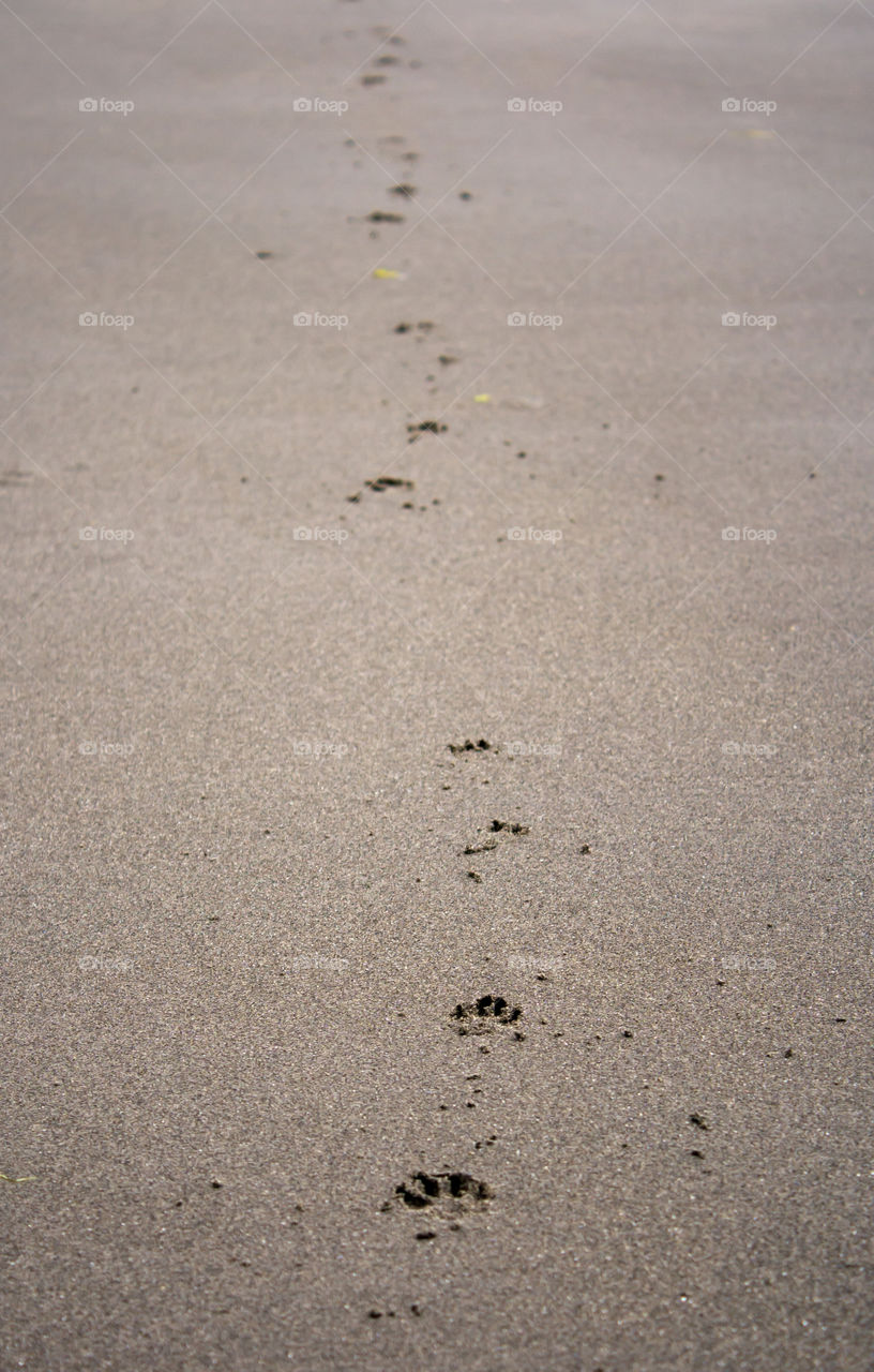 Dog footprints 