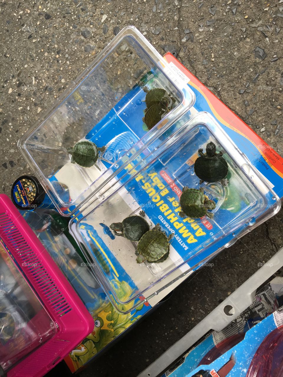 Turtles for sale