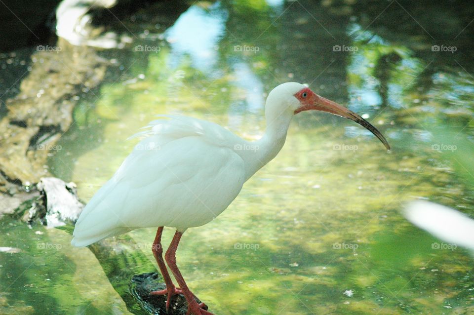 Ibis