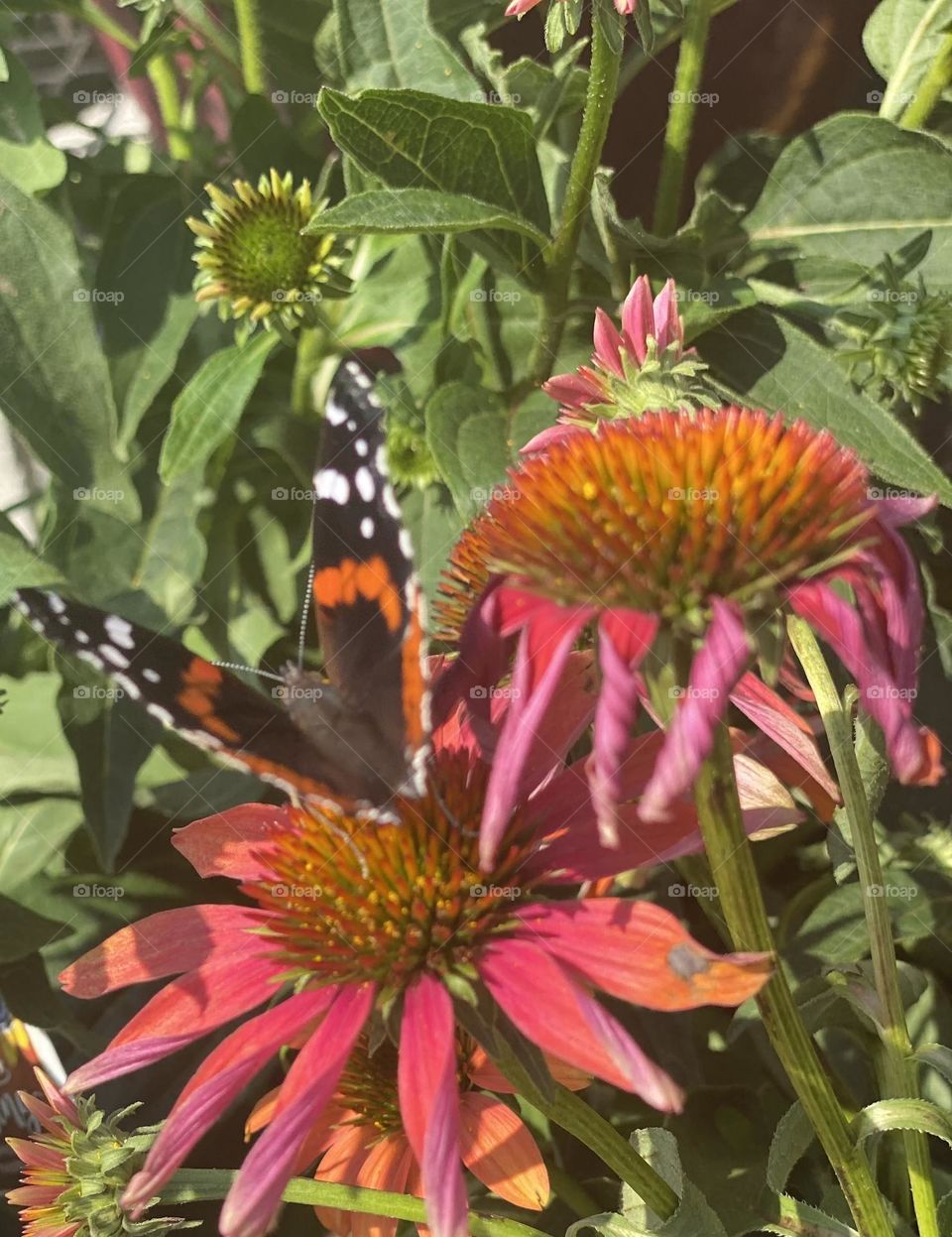 Butterly drinking nectar from flower with open wings