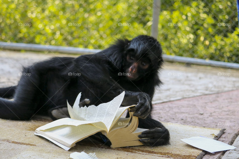 Rescued Spider Monkey reading her book