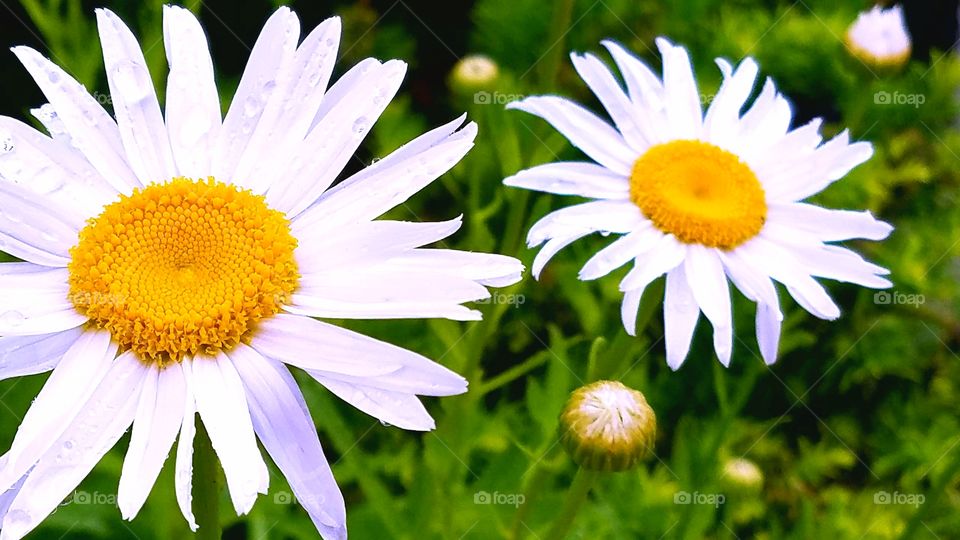 Just some more bright  and cheery flowers!