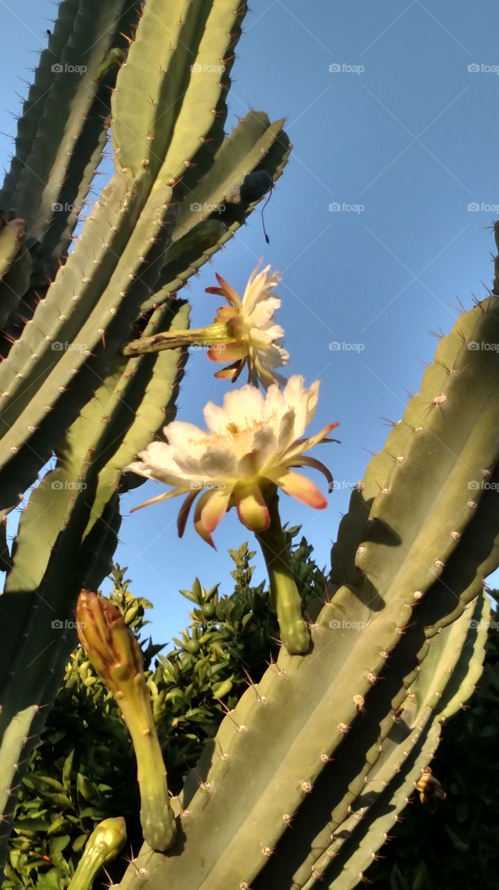 Cactus Flowers. Taken in the backyard of a friend living in Chandler, Arizona. The temperature is 111 degrees.