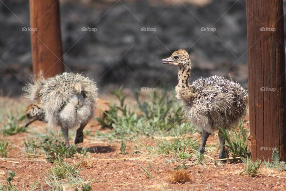 Cute baby Ostriches.