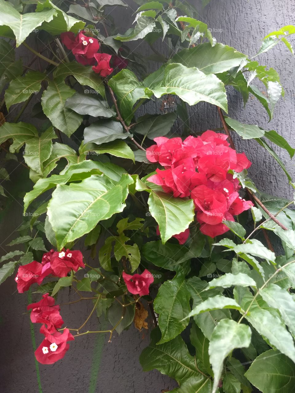 Red Bougainvilles