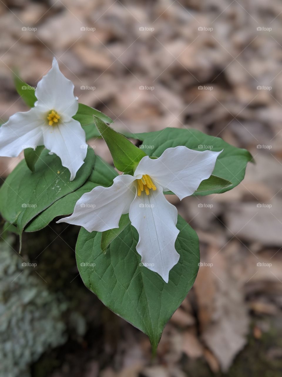 double trillium