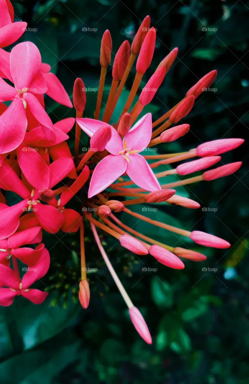 photography with samsung