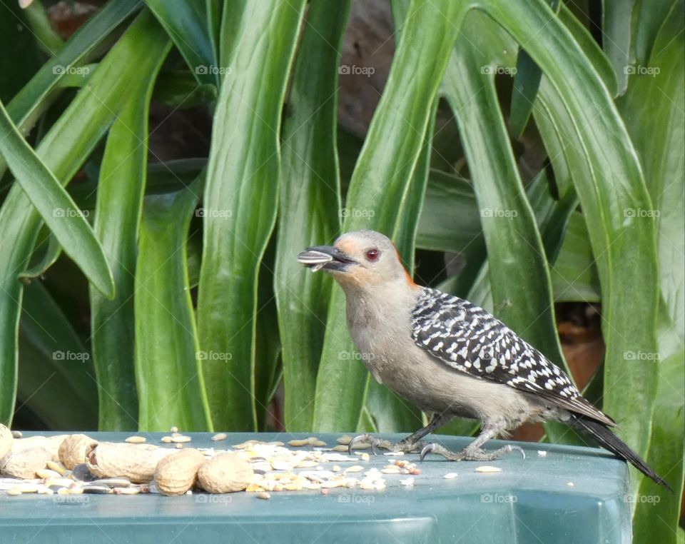woodpecker snacking